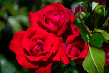 中之島公園の赤い薔薇（タマンゴ）
