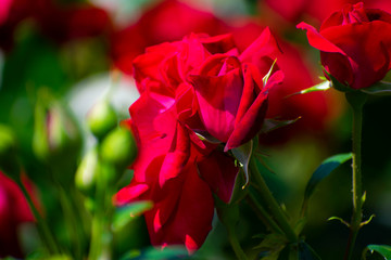 中之島公園の赤い薔薇（タマンゴ）