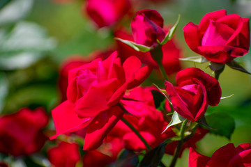 中之島公園の赤い薔薇（タマンゴ）