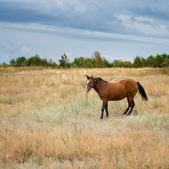 Red beautiful horse posing in meadow in front of the camera