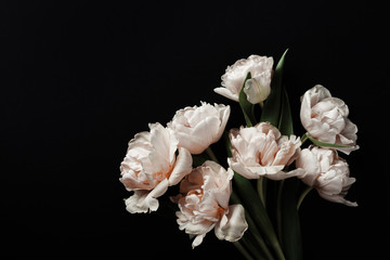 Beautiful pink peony tulip flowers on black background. Vintage floral composition.