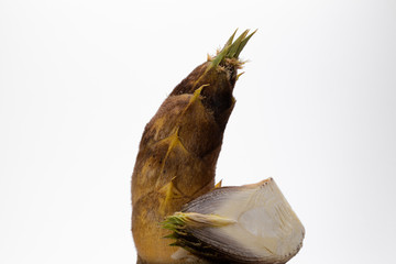 タケノコ　スライス　白背景