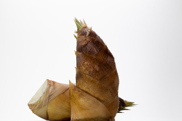 タケノコ　スライス　白背景