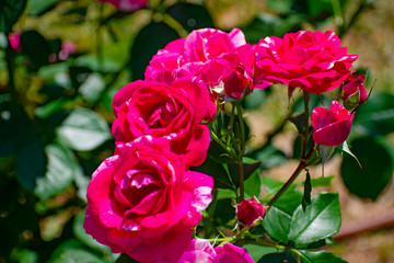 中之島公園の赤い薔薇（アンリ マティス）