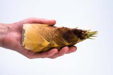 タケノコ　手持ち　白背景