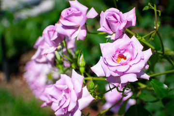 中之島公園の紫の薔薇（マダム ヴィオレ）
