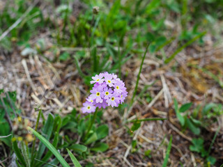 Beautiful flowers in the mountains landscape close up. Focused Wild Alpine flowers close-up on the background of green grass. Fresh Alpine flowers macro in summer.