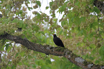 Amsel mit Beute