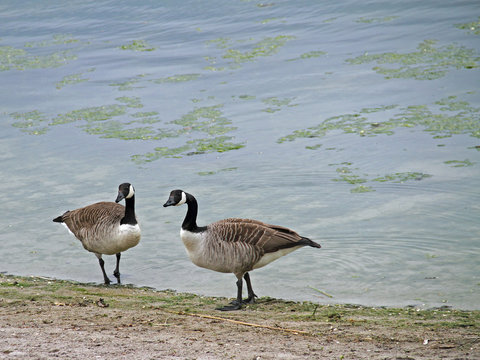 Kanada-Gans