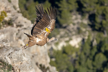 Griffon Vulture (Gyps fulvus) starting the flight in Alcoy.