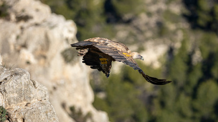 Griffon Vulture (Gyps fulvus) starting the flight in Alcoy.