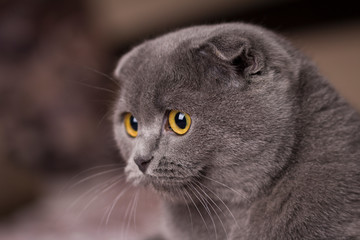 Gray cat with yellow eyes Scottish Fold