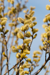 Naklejka premium willow tree branches with flowers