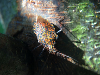 Close up of  pest on tree trunk in summer.