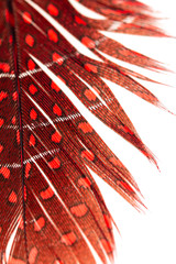 red-blue feathers on a white background