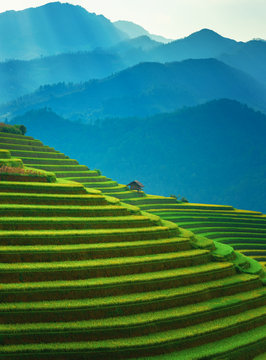 Rice fields on terraced of Mu Cang Chai, YenBai, Vietnam. Vietnam landscapes.