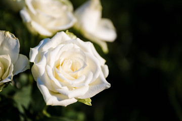 Some white roses on the black background