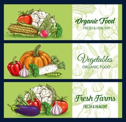 Vegetables and farm veggies, vector sketch banners of market and grocery store. Cauliflower and broccoli cabbage sketch, tomato and garlic, corn, pepper, radish and asparagus, eggplant and pumpkin