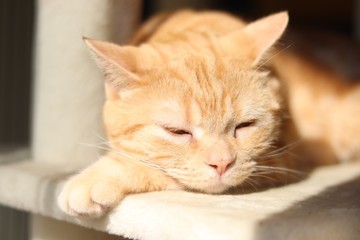 陽だまりを楽しむ猫アメリカンショートヘア