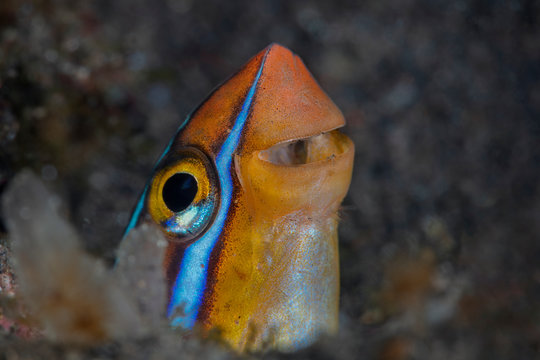 Bluestriped fangblenny (Plagiotremus rhinorhynchos). Underwater macro photography from Tulamben, Bali,  Indonesia