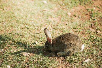 Cute little baby bunny walking on the meadow eating grass