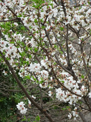 Blooming spring almonds on a blurry background