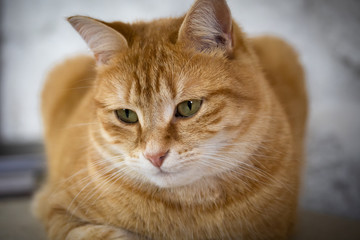 portrait d'un chat roux et blanc