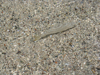abstract natural background small fishes in coastal water on a background of sand in the Red Sea