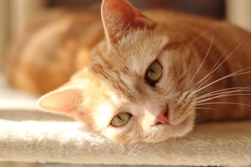 色っぽい目で見る猫アメリカンショートヘア