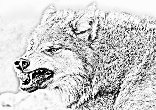 Creative composition depicting an evil wolf growling and ready to pounce. Illustration, background picture. Black and white pencil drawing.