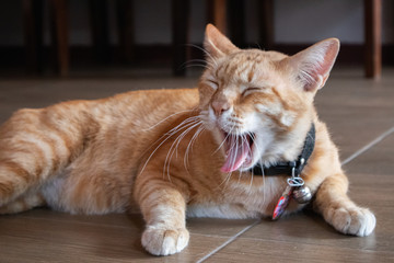 Cute domestic cat lying on grounds. Thai orange and white cat.