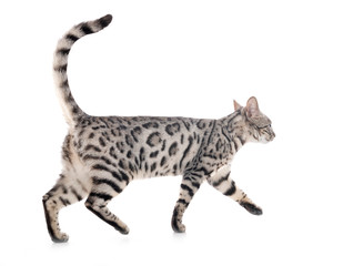 bengal cat in studio