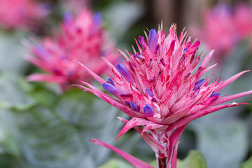 Pink bromeliad flower in garden at sunny summer or spring day for postcard beauty decoration and agriculture design. Aechmea fasciata Bromeliad.