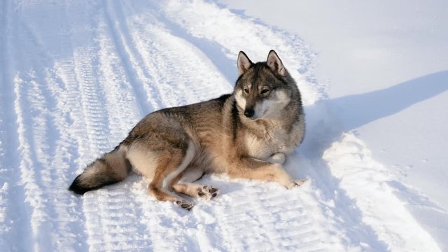 West Siberian Laika. A hunting purebred dog lying on the snow in siberian village and calmly looking around. Russia. 4K
