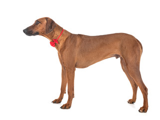 Obraz premium Rhodesian Ridgeback in studio