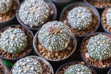 Succulents or cactus in desert botanical garden for decoration and agriculture design.
