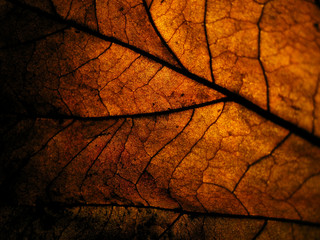 Obraz na płótnie Canvas closeup dry leave in low light with spotlight at the back for detail of leave surface.