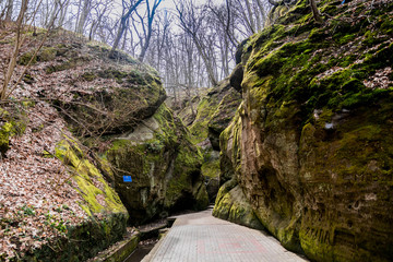 mountain river in the forest