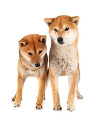 shiba inus in studio