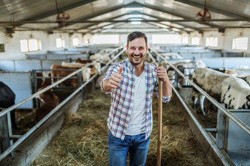 Handsome Caucasian smiling farmer in plaid shirt and jeans standing in stable, leaning on hay fork and showing thumbs up. All around are calves and cows.