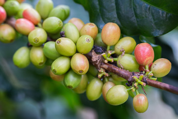 Coffee beans on the branch in coffee plantation farm for food and drink, agriculture concept design.