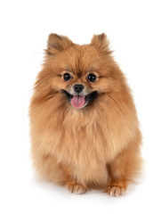 pomeranian in studio