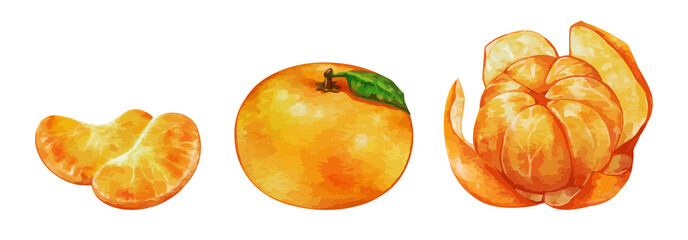 水彩風のみかんのイラスト