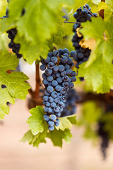 Naklejka premium red wine grapes bunch on the vine