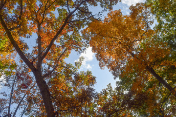 Autumn tree with yellow leaves on blue sky background. Yellow autumn leaves on the tree. Autumn Gold. Autumn leaves background.