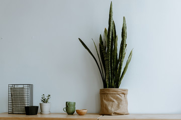 Potted plant against a gray wall on a wooden table