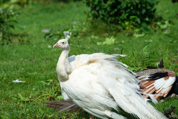 White peacock dries feathers in the garden on a summer day