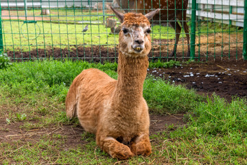 LUGOVOY (DMITROV DISTRICT), RUSSIA- AUGUST 20 2019: A sheared llama lies on the grass in the monastery zoo in the Nikolo-Peshnoshsky Monastery