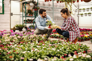 Two smiling nursery garden workers crouching and talking. Man is giving woman pot with beautiful...