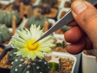 Pollination by clamping male and female pollen together to propagate the cactus Astrophytum.